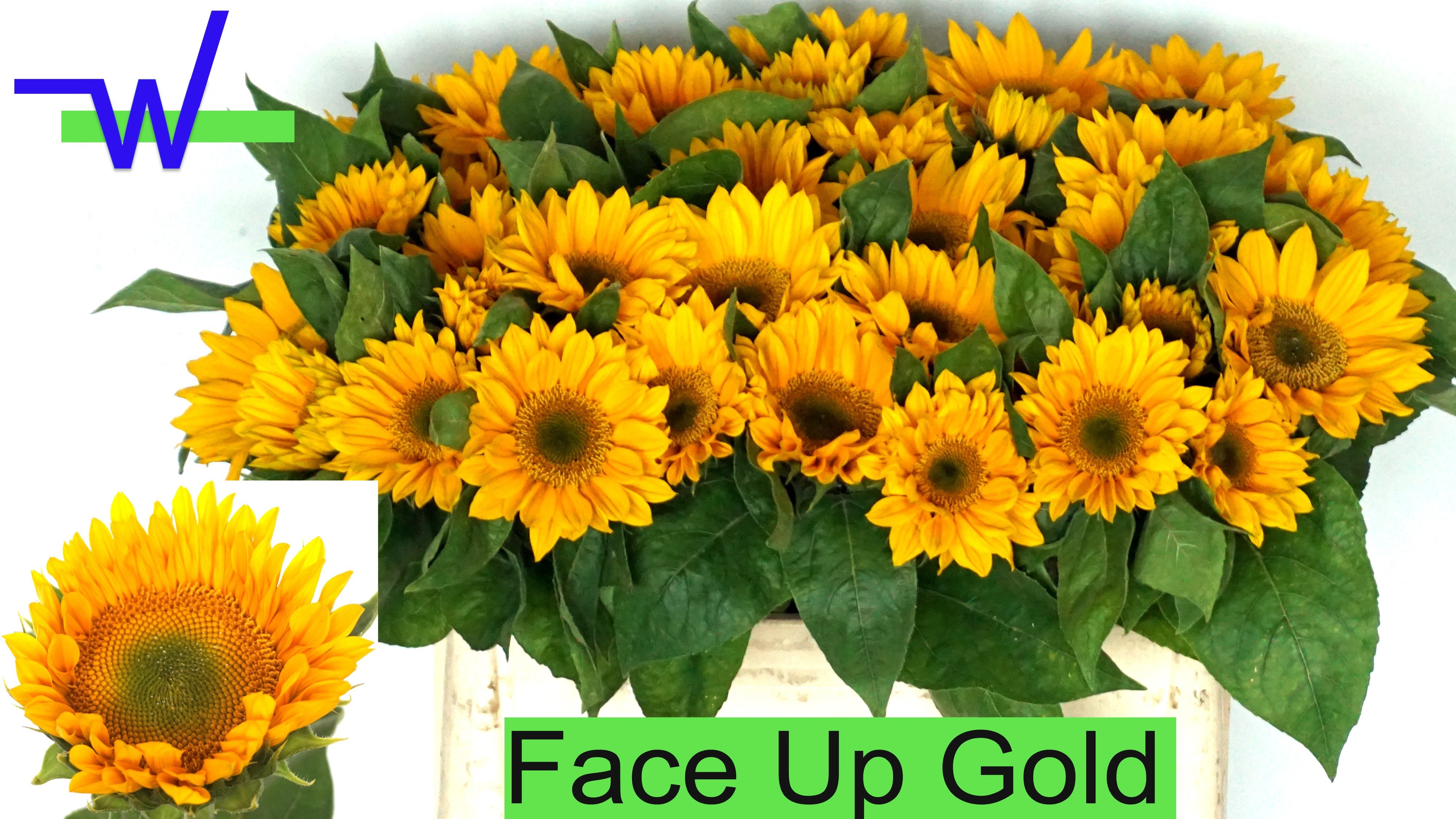 Heli Sunri Up Gold 50cm