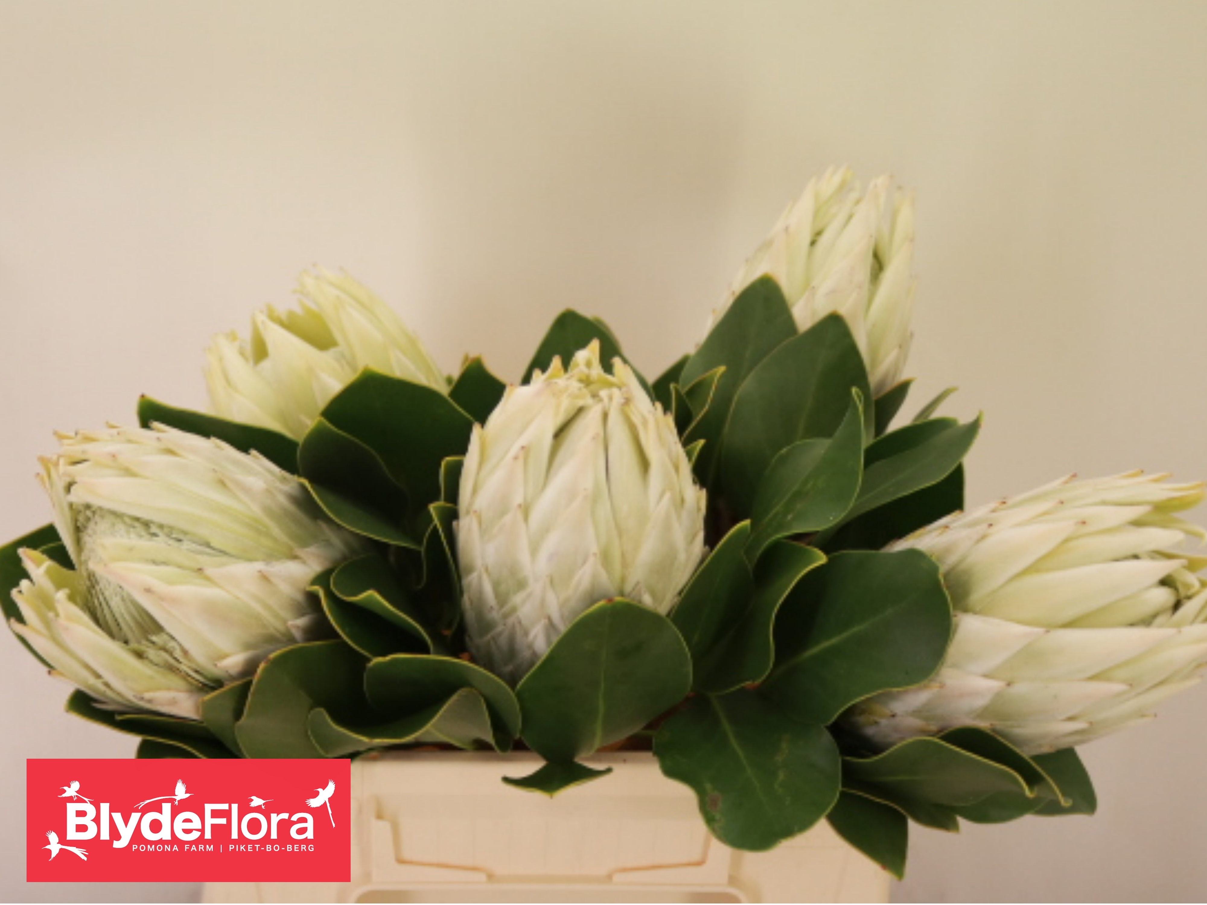 Protea Cynaroides 40cm