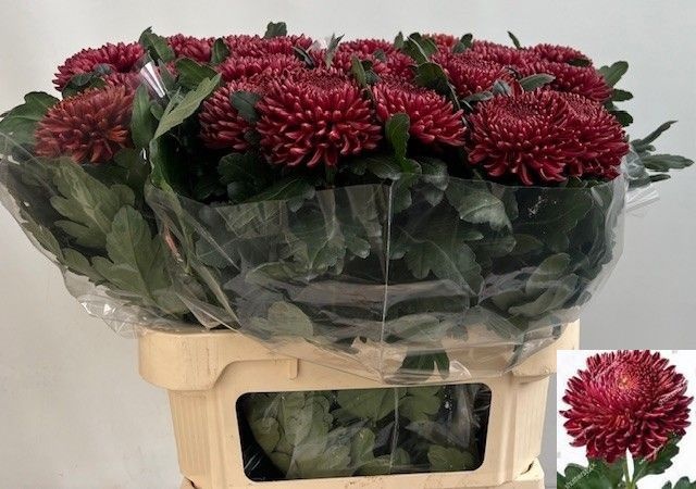 Chrys Single Bigoudi Red 80cm 120gram