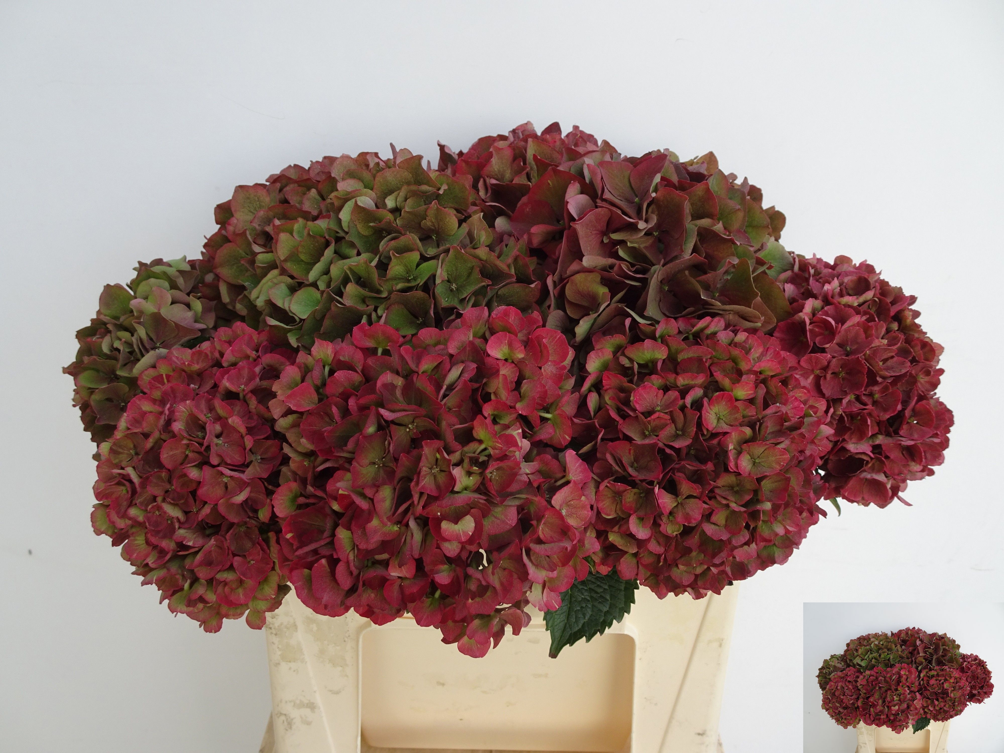 Hydrangea Ruby Pink Classic 40cm 14Ø
