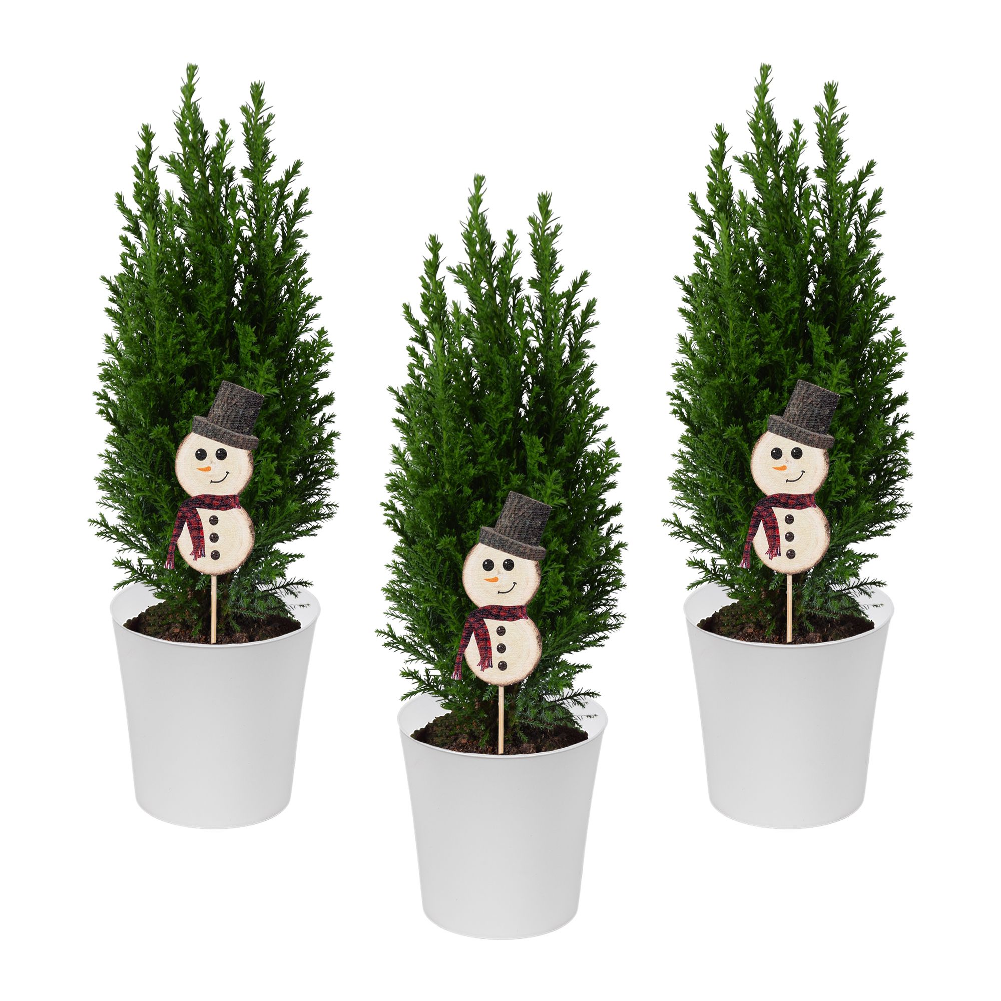 Afbeeldingen van Ellwoodii green Snowman ton sur ton P9 35CM