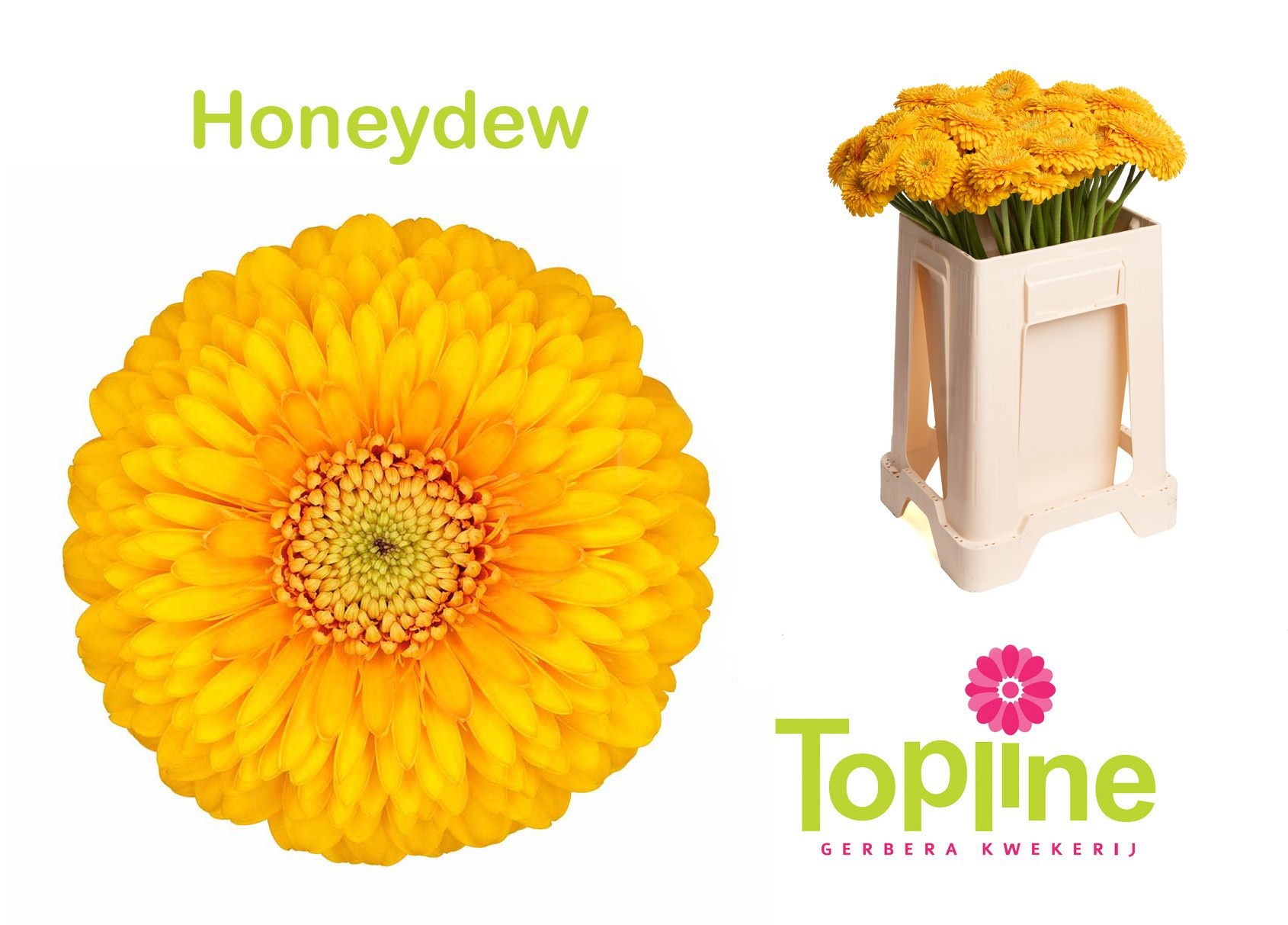Ge Mb Pom Honeydew