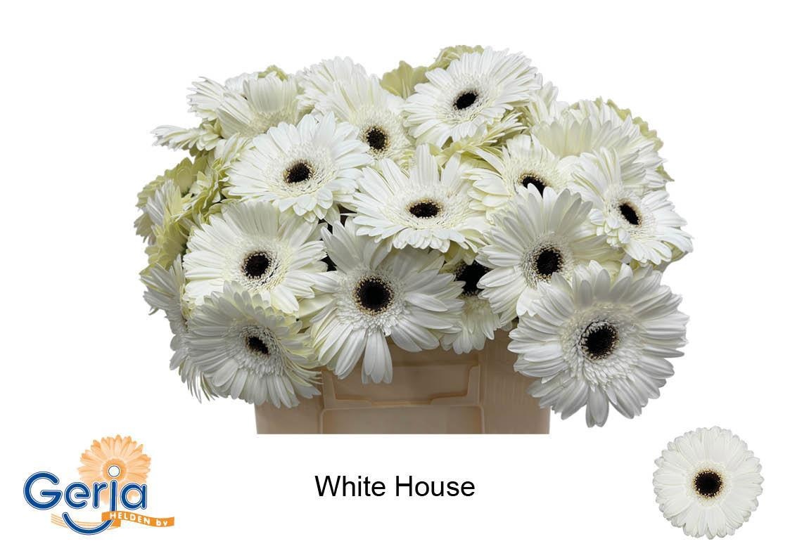 Gerbera White House