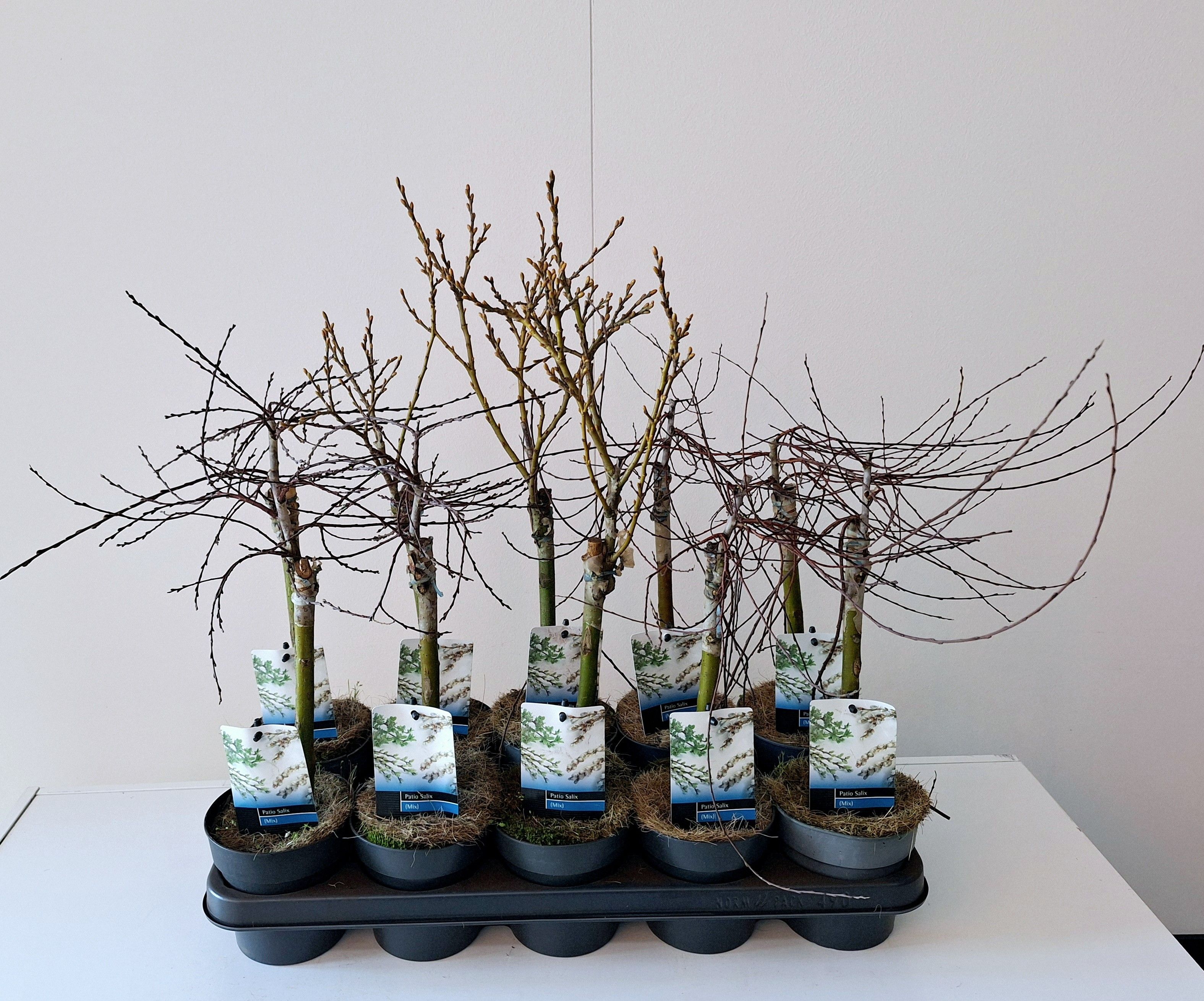 Picture of Salix mix patio stam 30