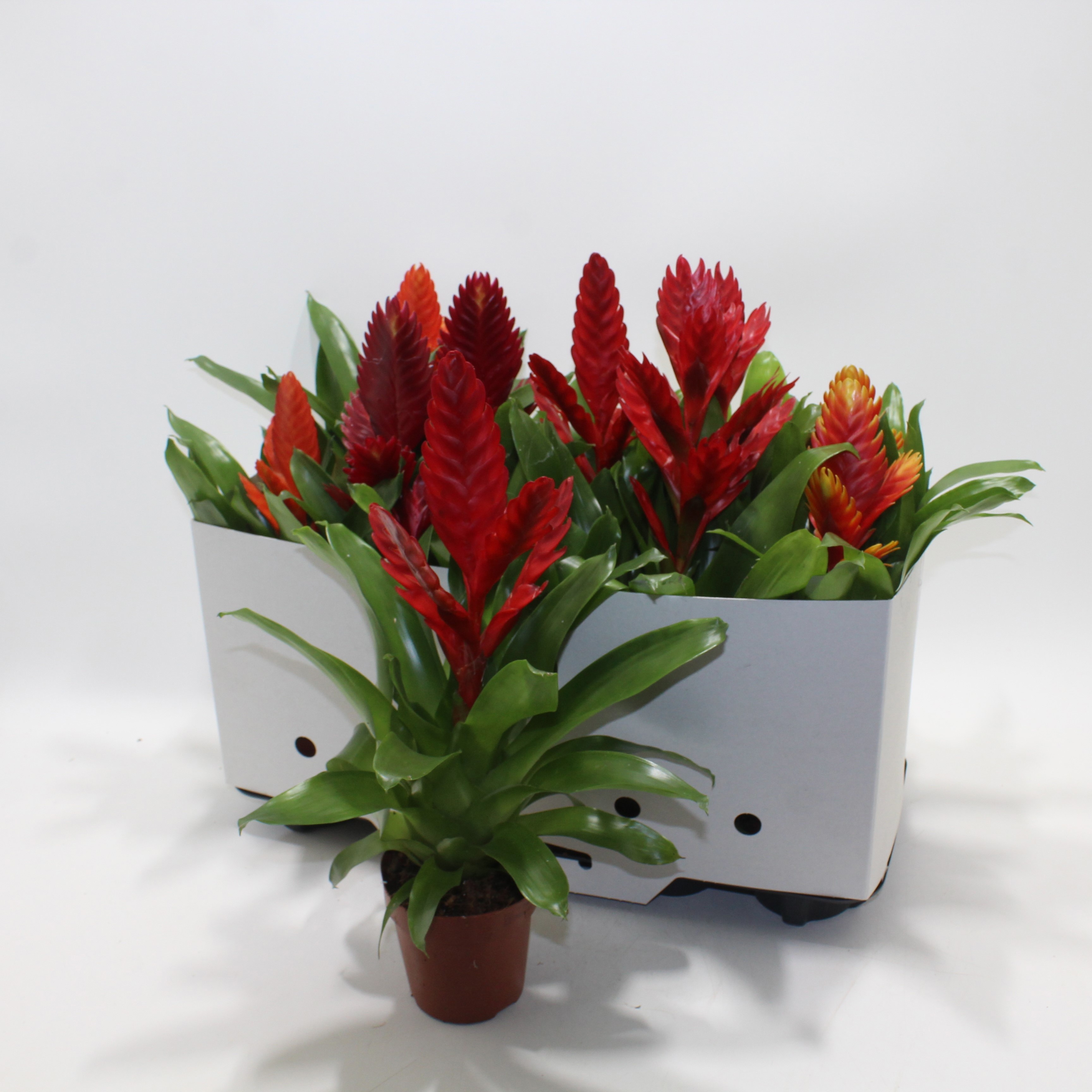 Vries Gem 8 Srt 12Ø 40cm