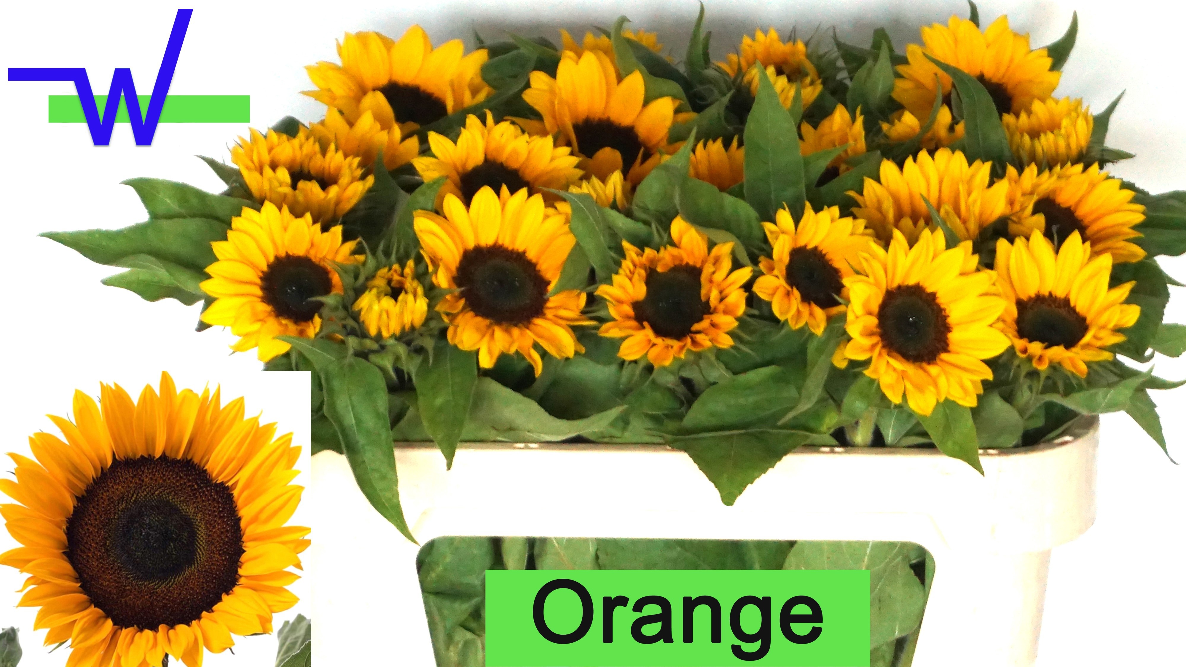 Helianthus Sunrich Or 70cm