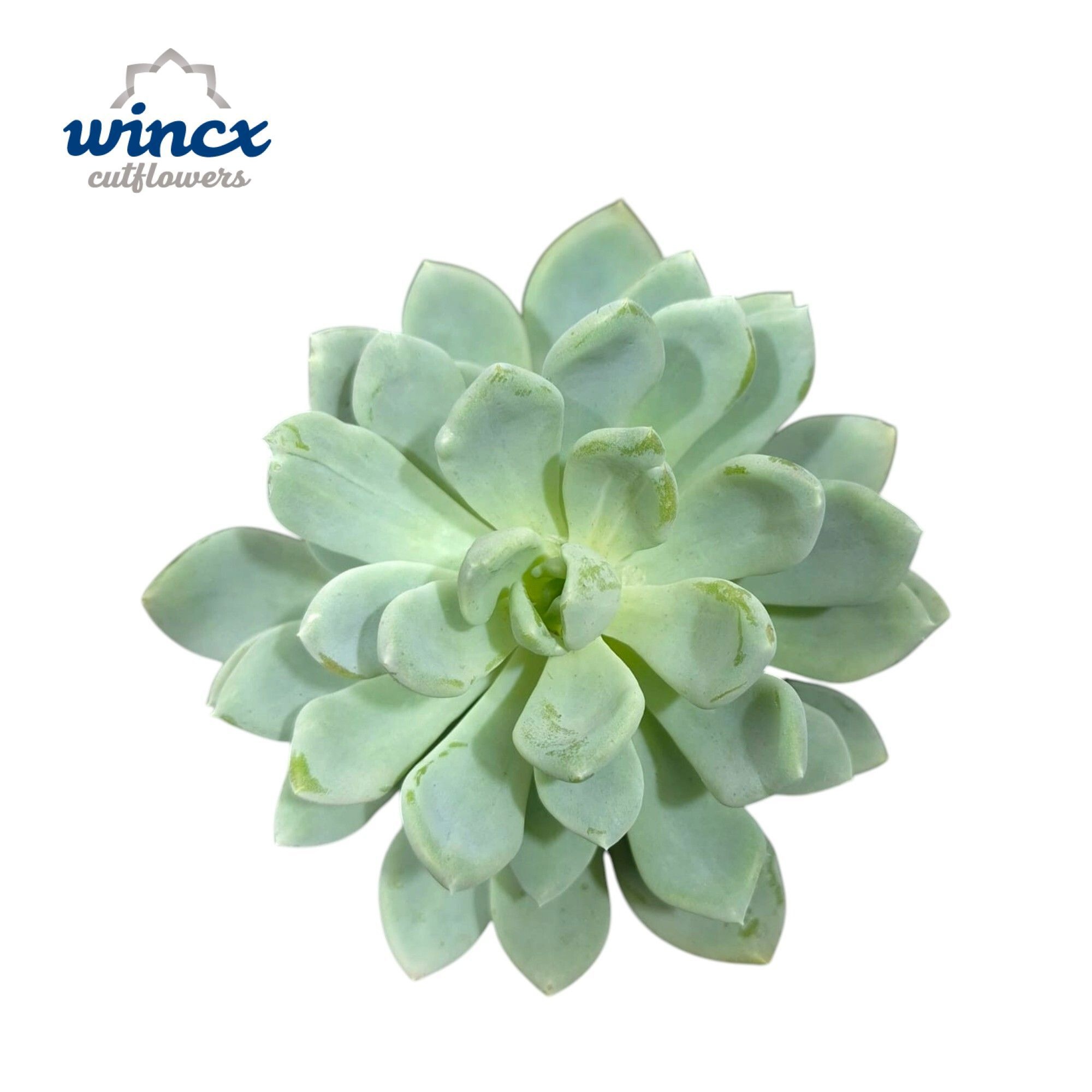 Echeveria Derenbergii Blue Cutflower