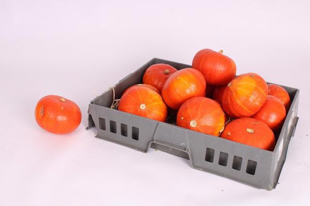 Cucurbita