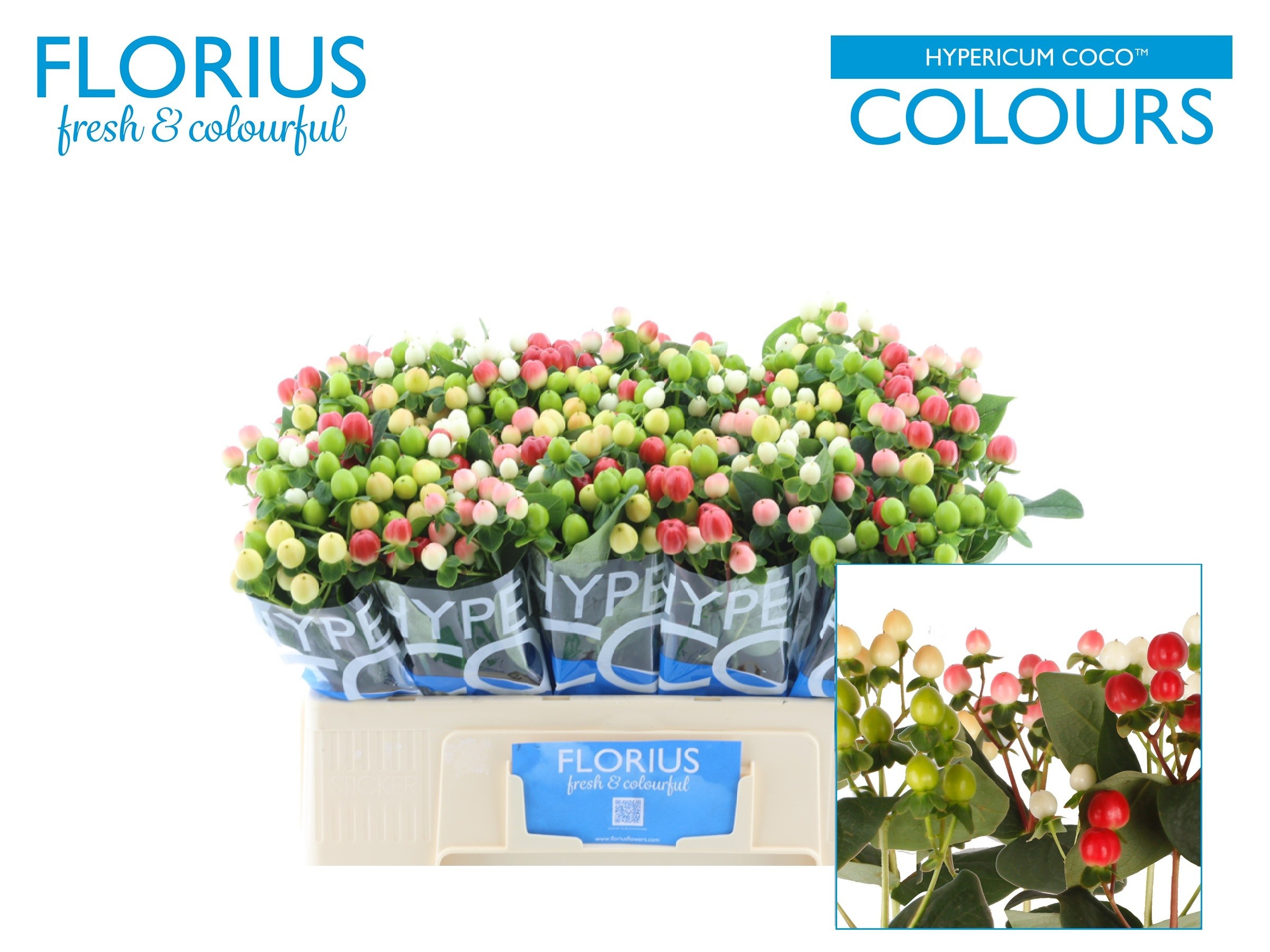 Hyp Coco Colours Gem
