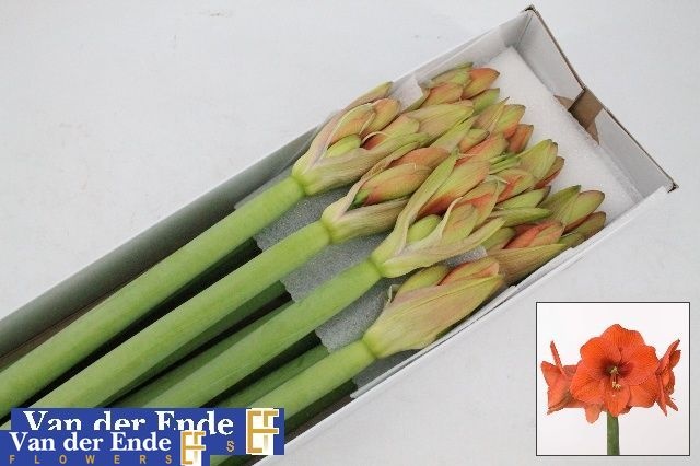 Hippeastrum Naranja 4bl