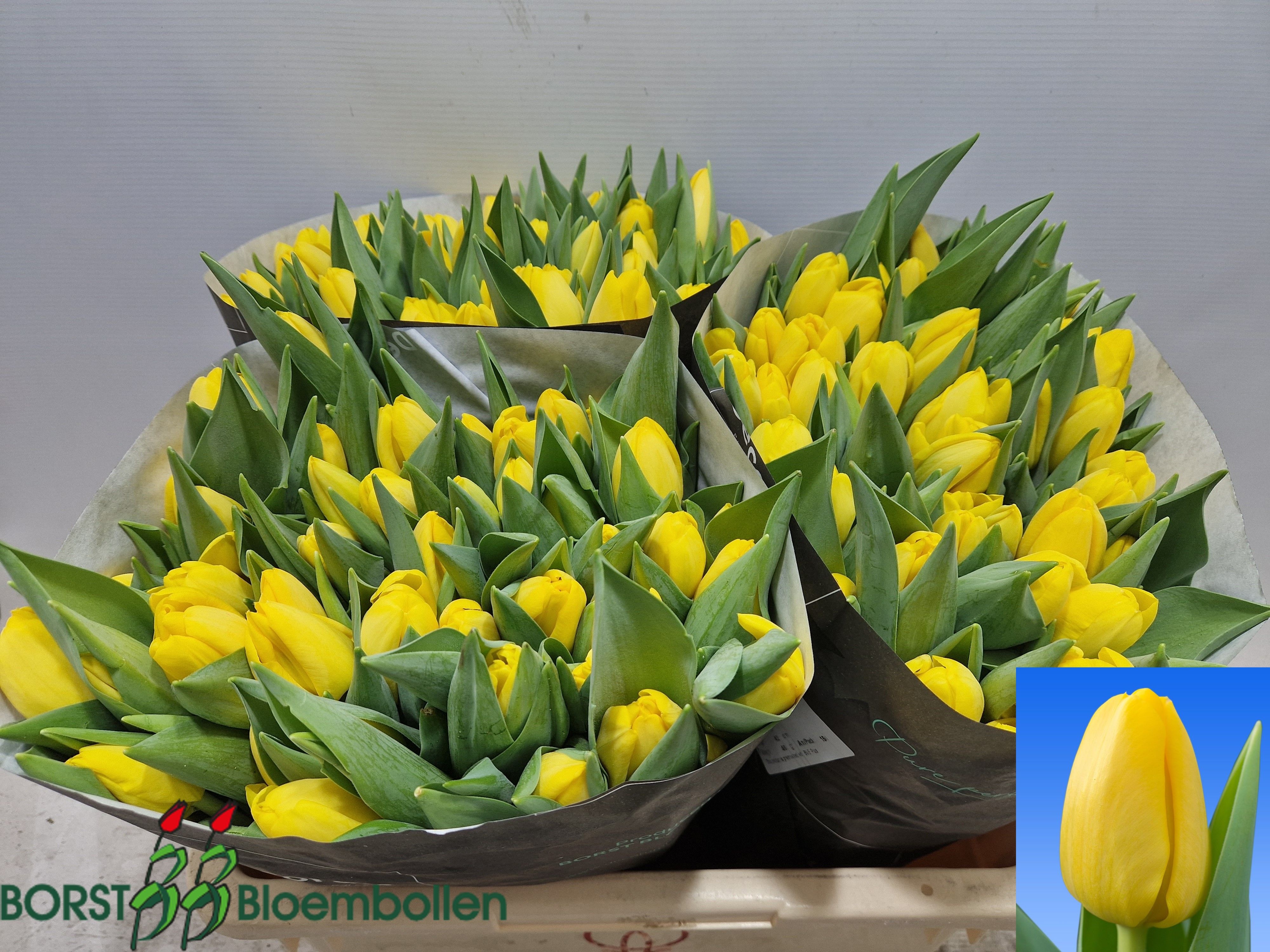 Tulipa Novi Sun 42cm 52gram