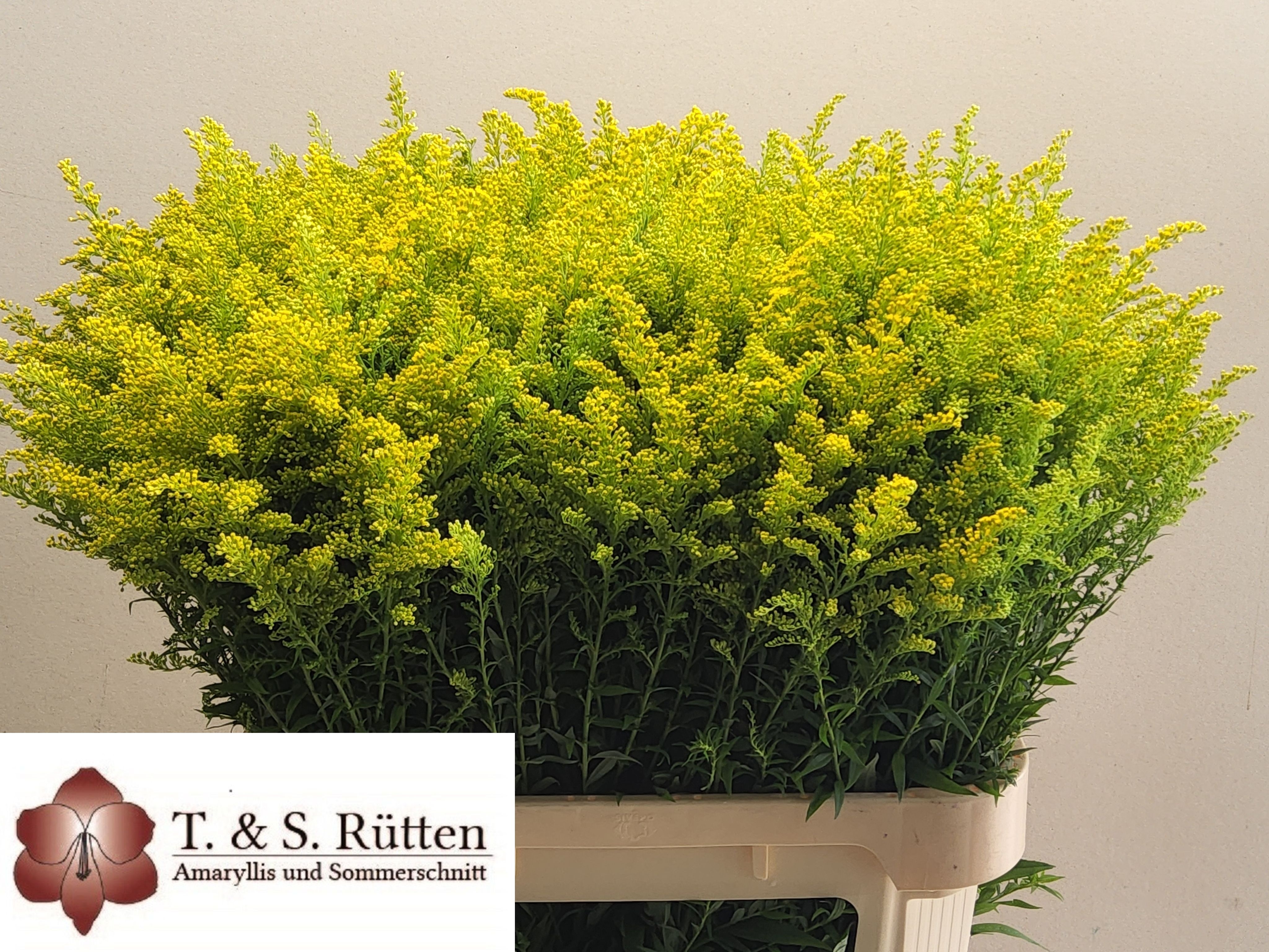 Solidago Marvellous Gold 70cm 36gram