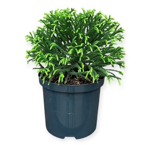 Cryptomeria japonica 'Little Champion'