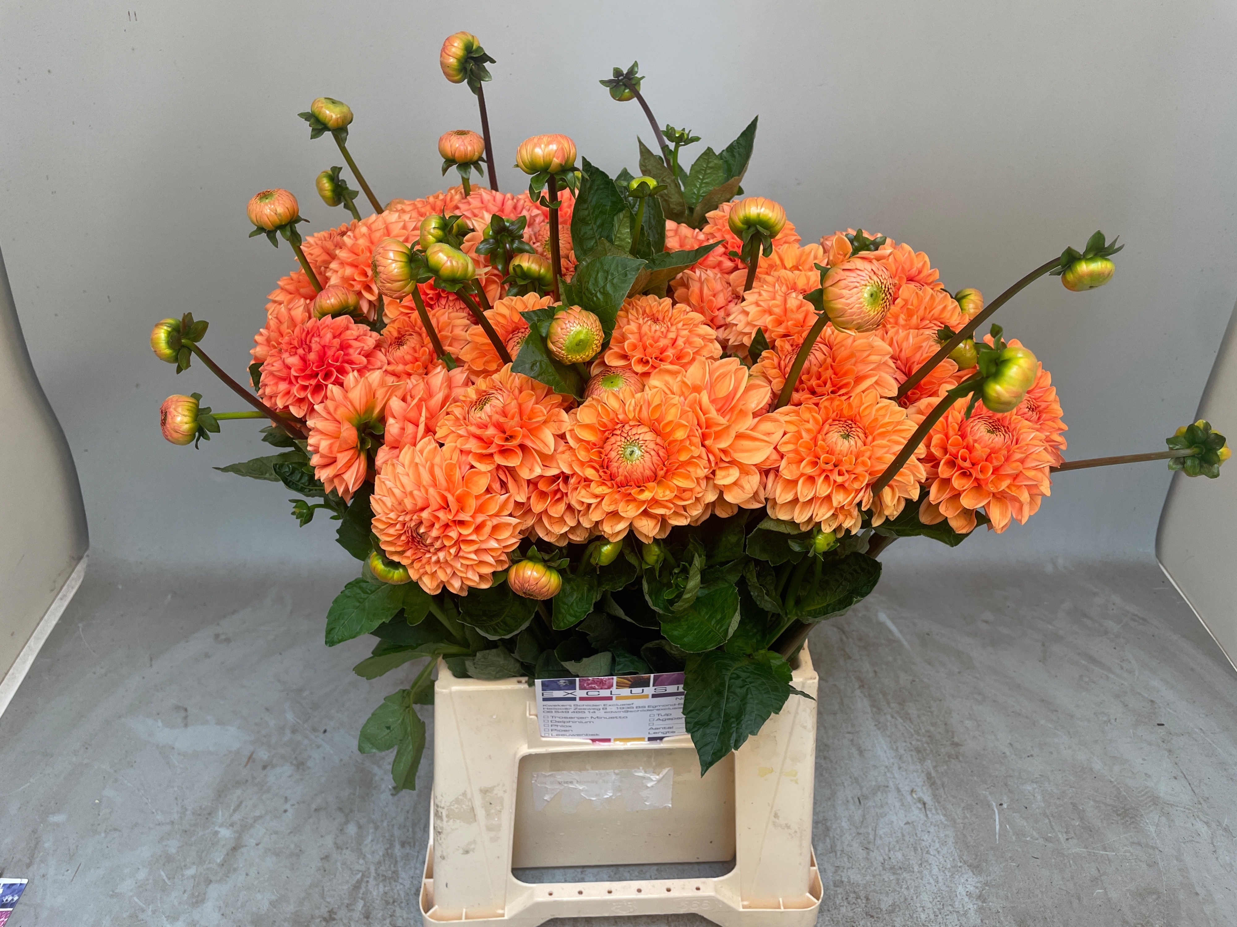 Dahlia Sylvia 50cm