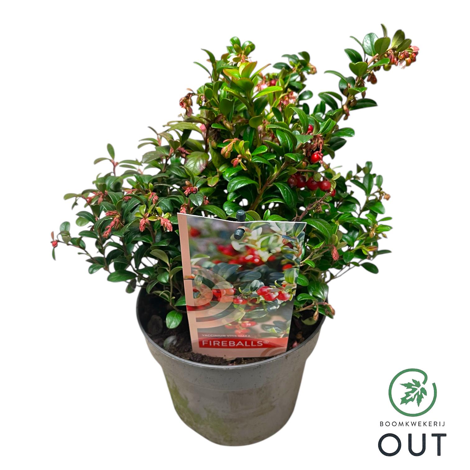 Picture of Vaccinium vit. Fireballs