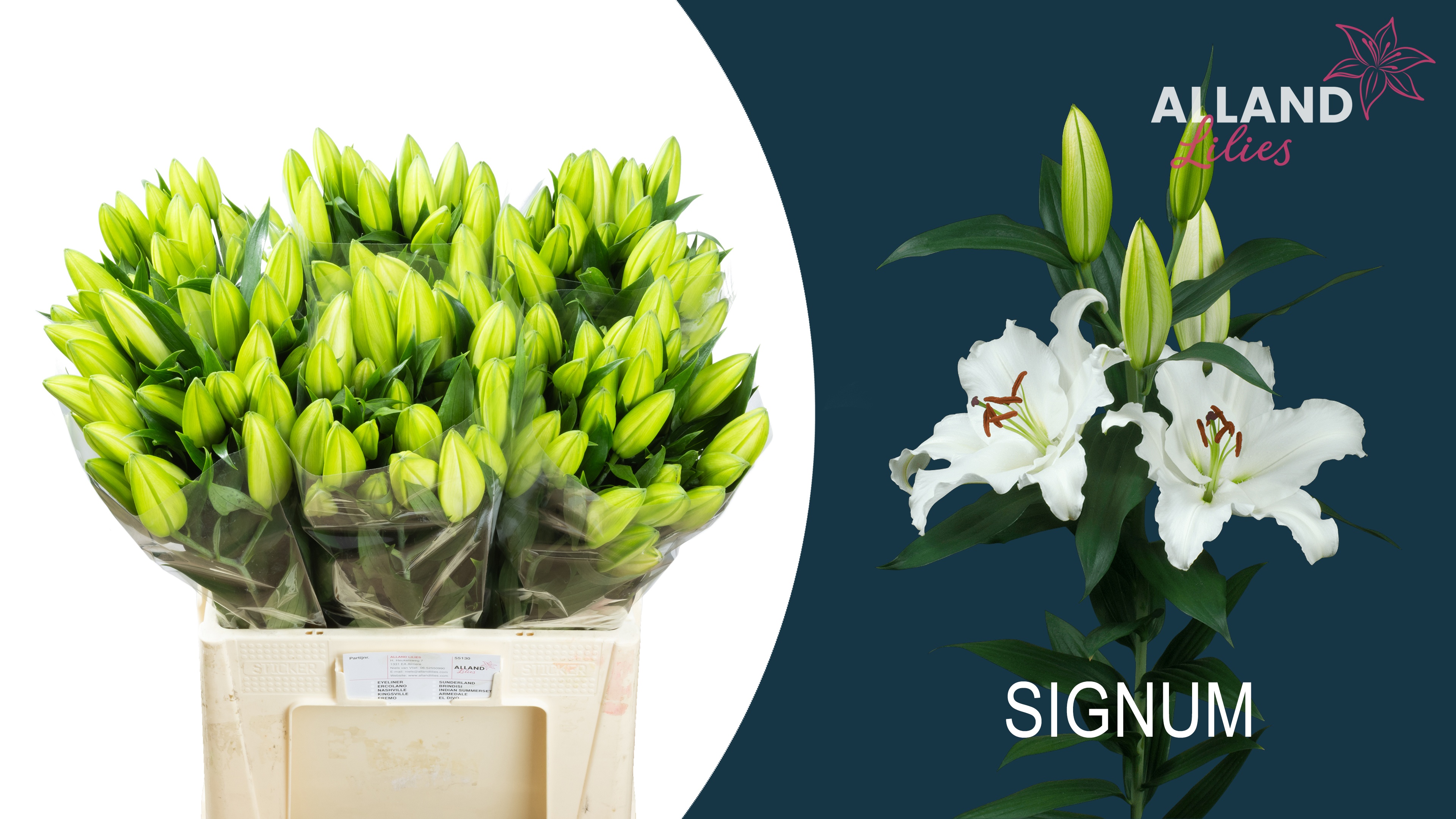 Lilium Or Signum 50cm 2/4bl