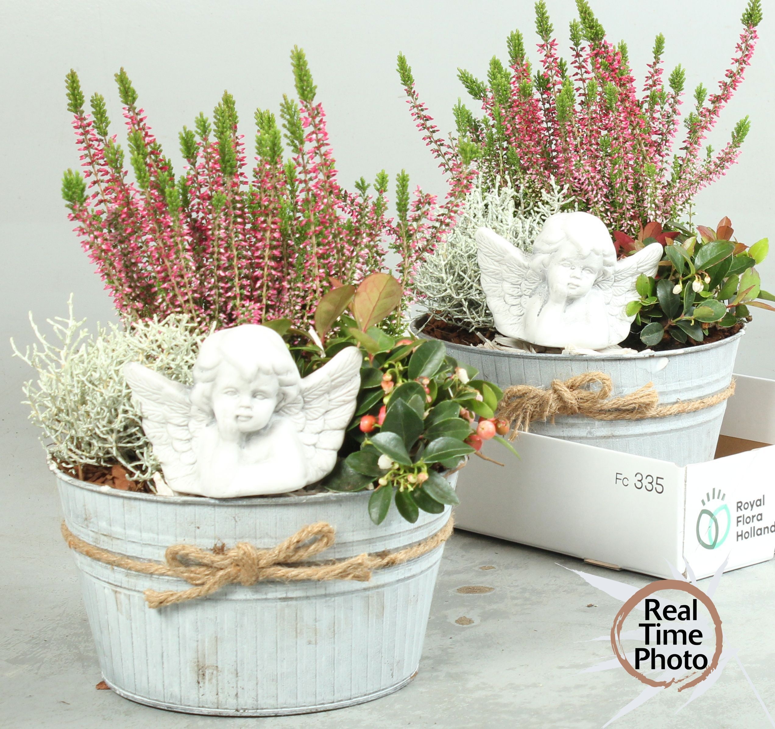 Arr Tuinplanten 22P 25cm