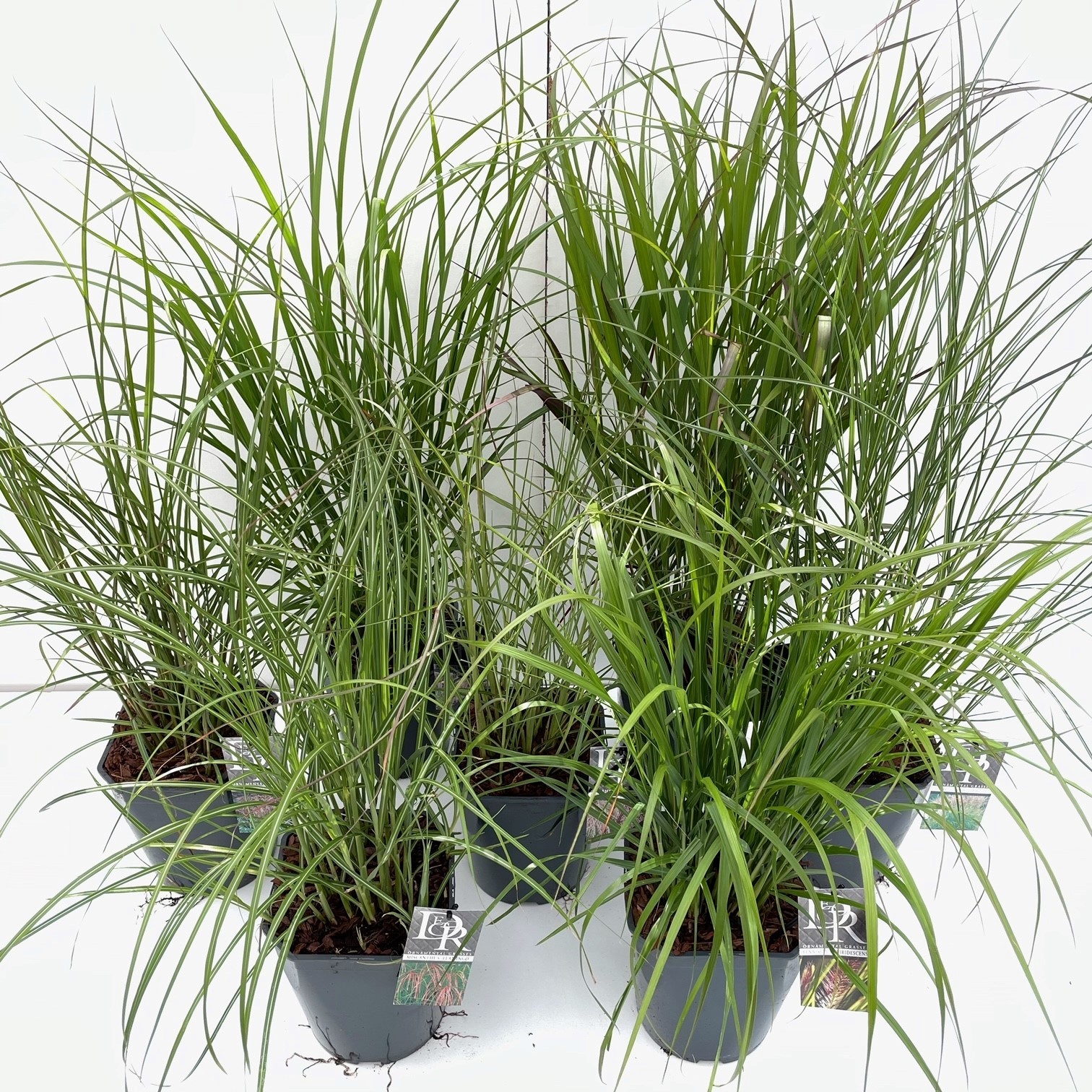 Picture of Grasses in varieties exclusive P23 (5 Ltr) SQUARE