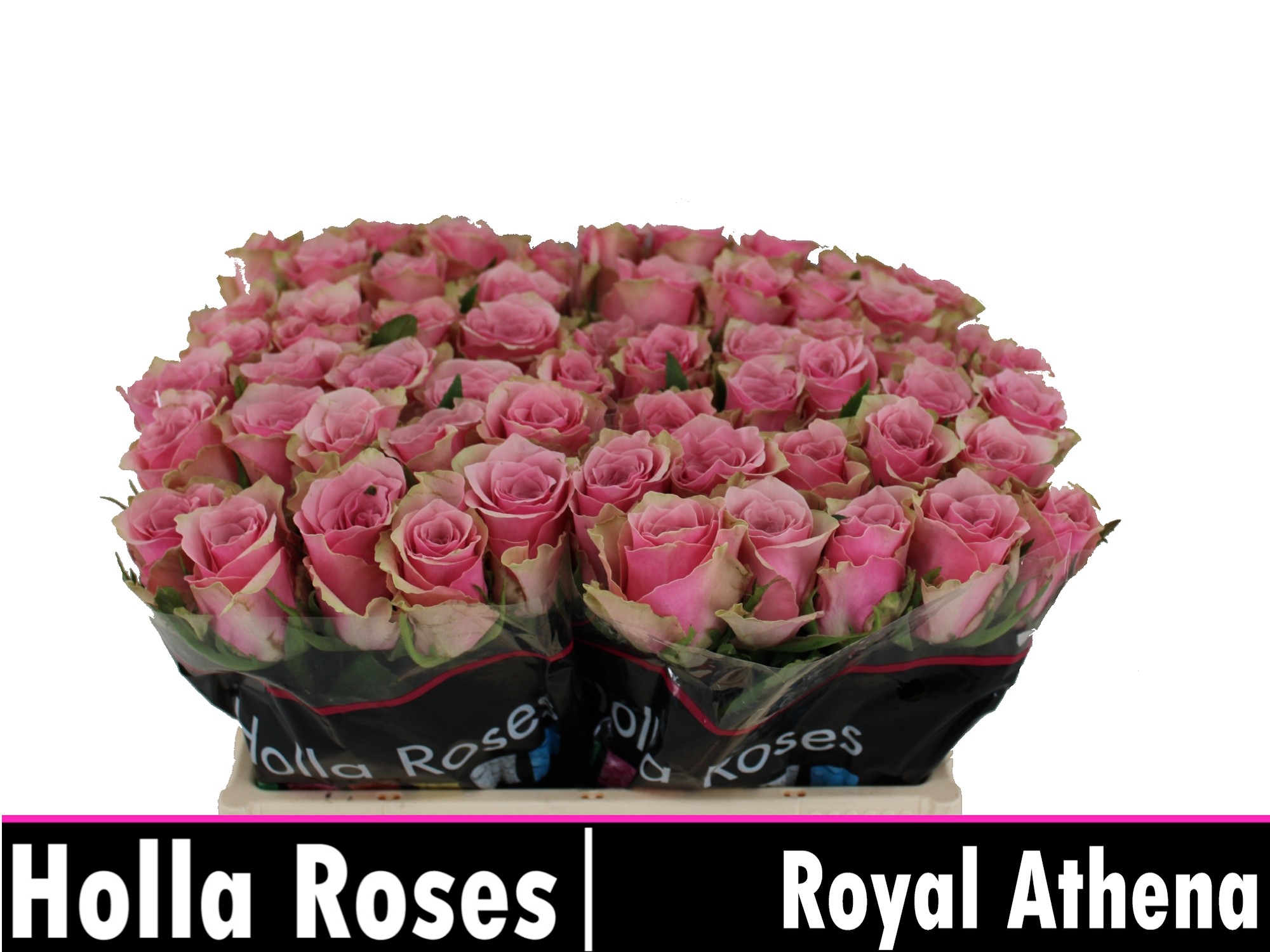 R Gr Athena Royale