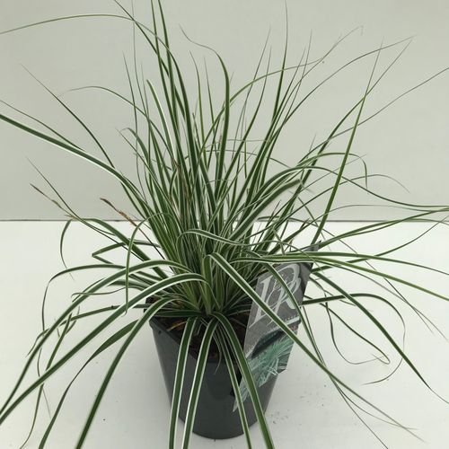 Carex 'Everest' p17 Cammeraat