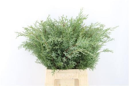 Cupres Arizonica 55cm