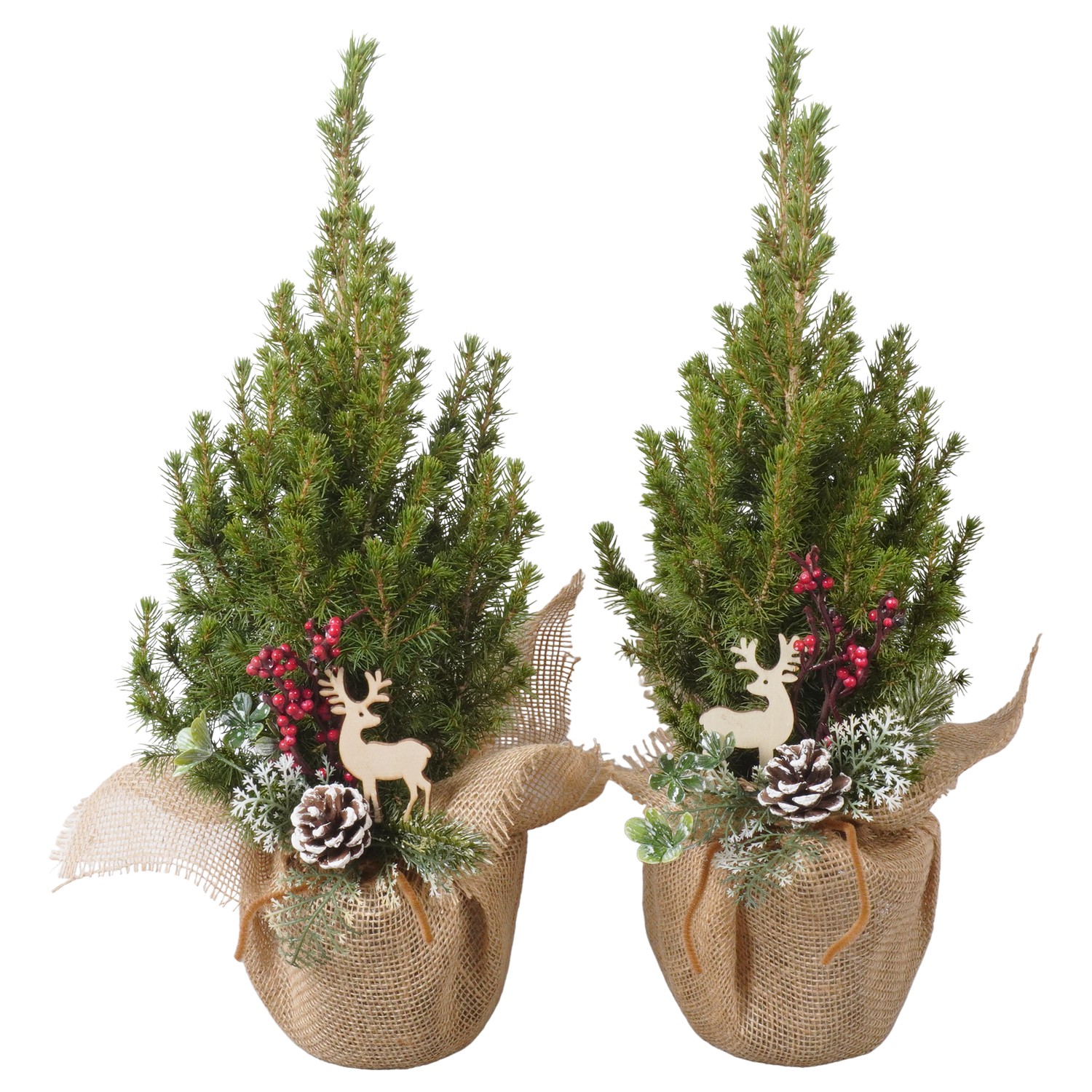 Picture of PTK24425 Picea Conica Perfecta in cloth decoration P13 45cm