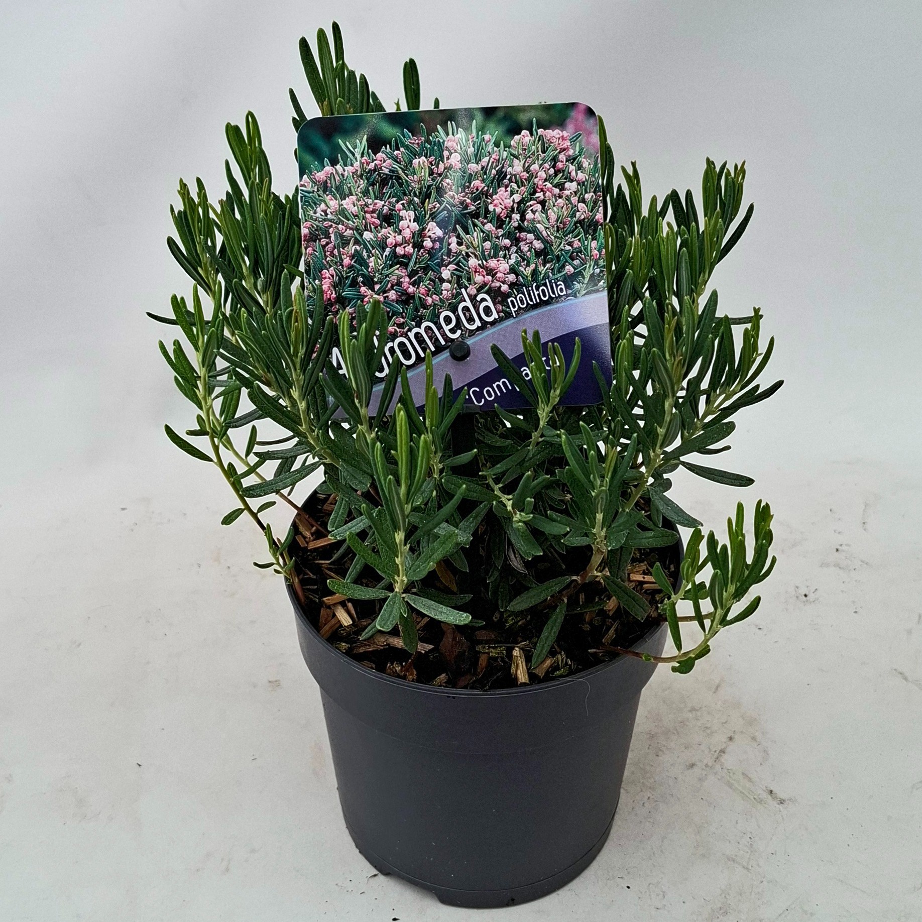 Picture of Andromeda polifolia 'Compacta'