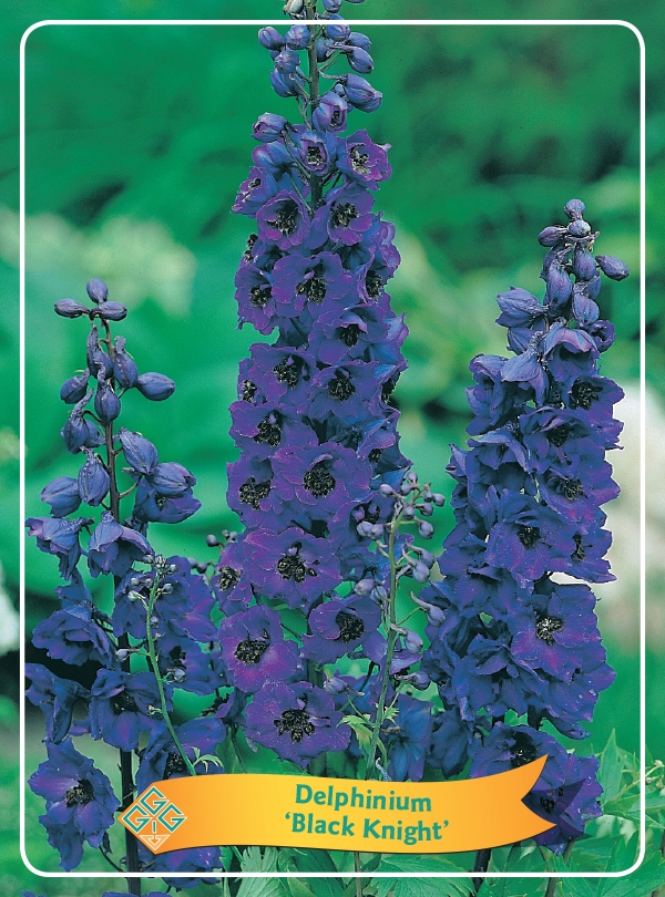 Picture of Delphinium mix 6x10 srt. per shelve P11