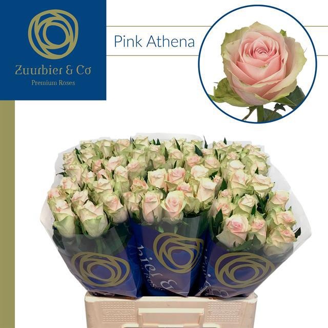 R Gr Pink Athena