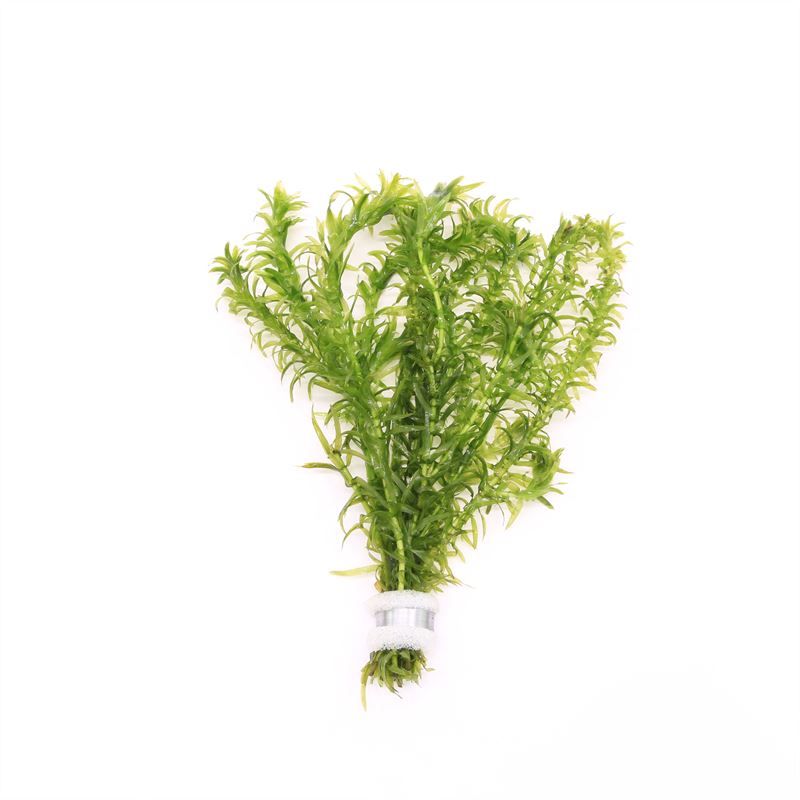 Elodea densa bos