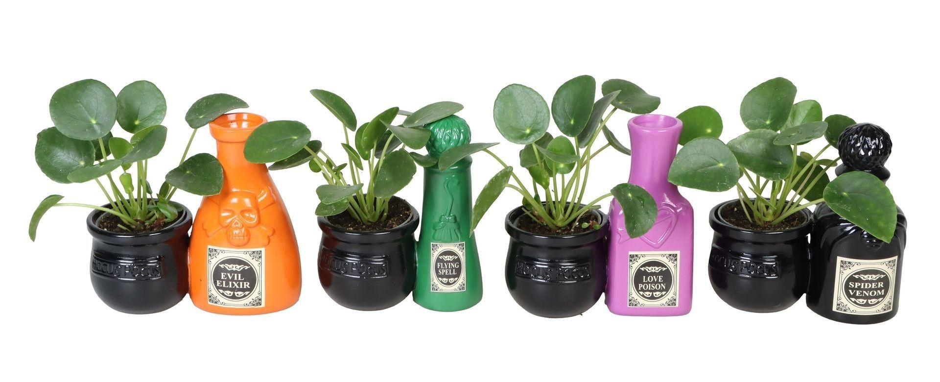 Pilea L 66540 With Pilea Peperomides