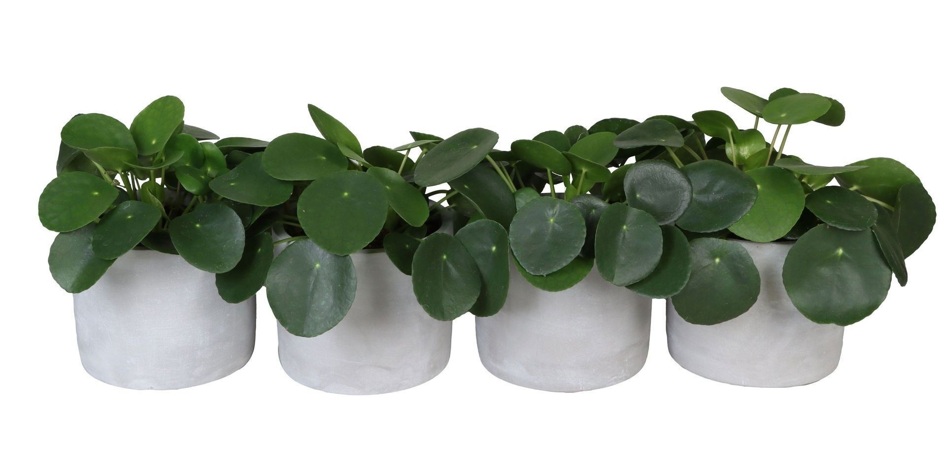 Pilea L 66199 With Pilea Peperomioides