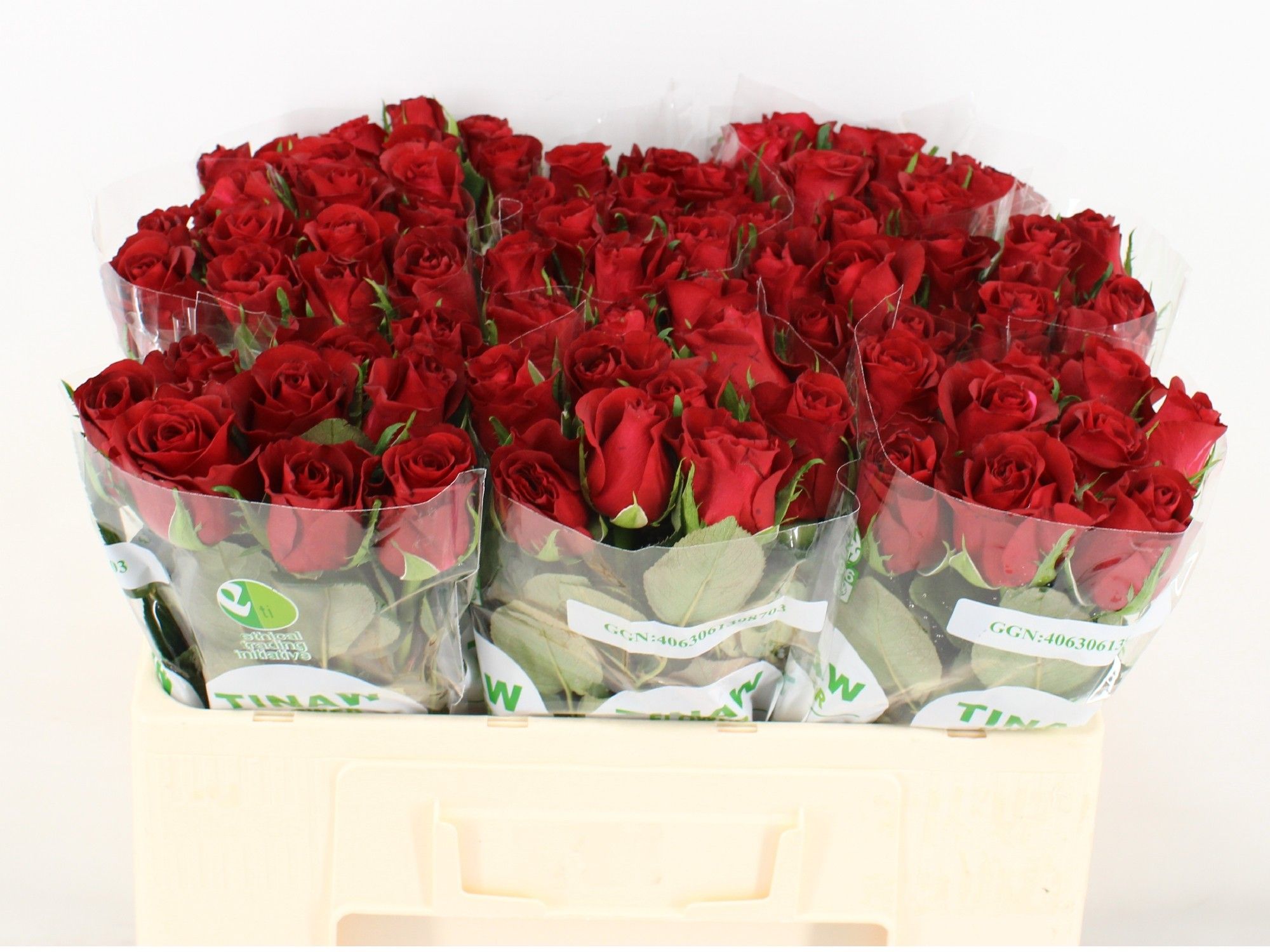 Rosa Burgundy 50cm