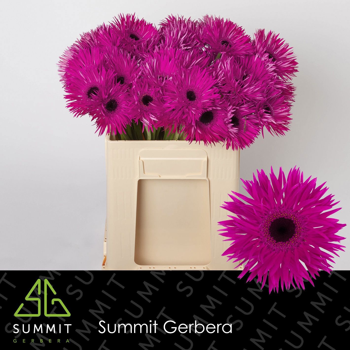 Gerbera Spider Nola 50cm 10Ø