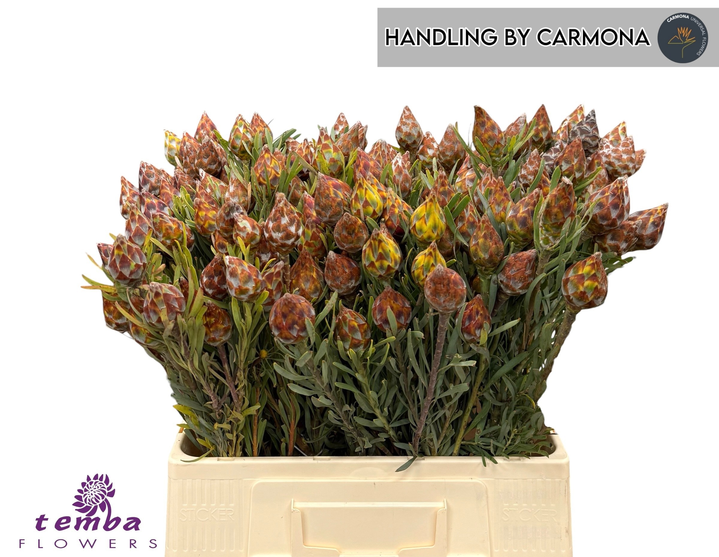 Leucadendron Rubrum Bnch 60cm