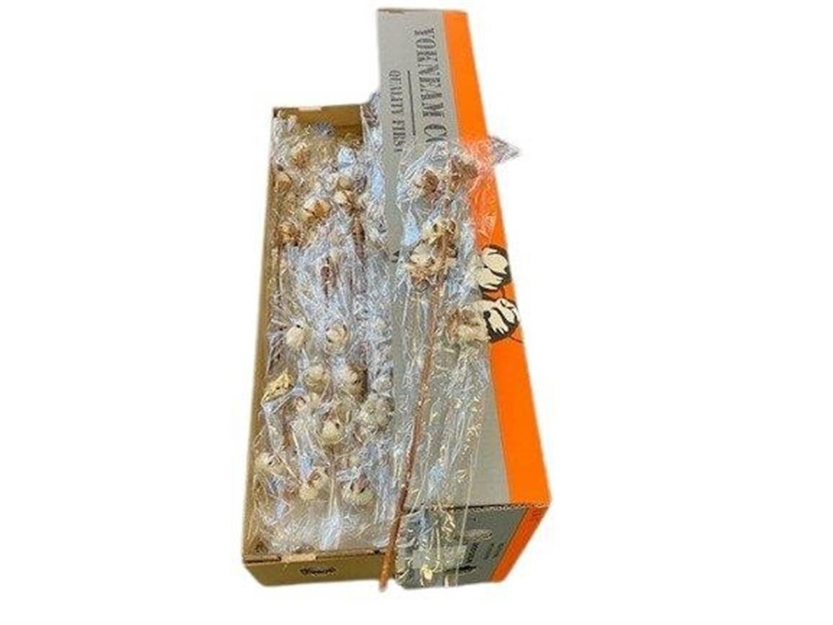 Dried Gossypium (COTTON) 50cm
