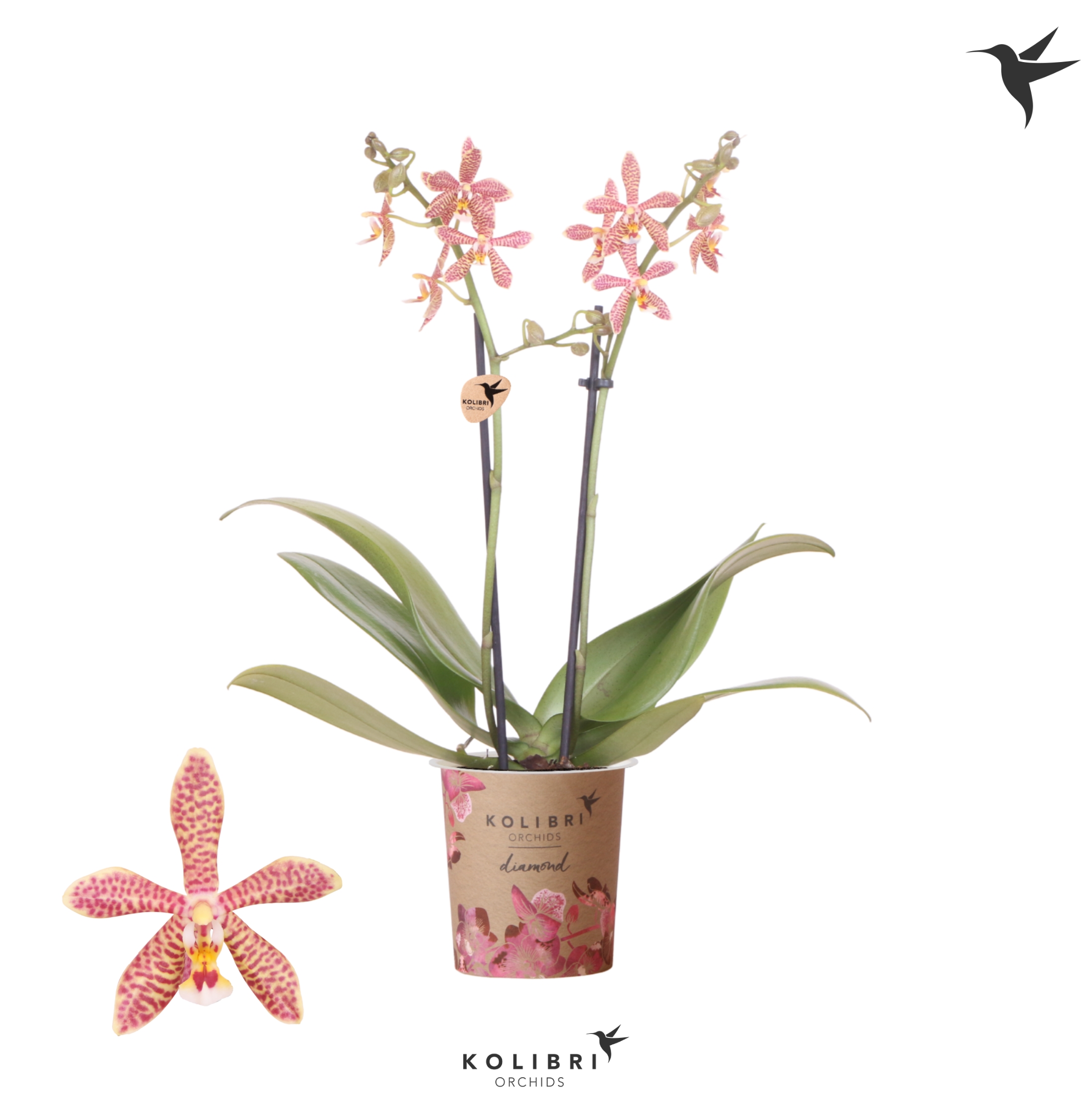 Phalaenopsis Multi. orange Kolibri Spider 2 stem | Phalaenopsis Multiflora  | Phalaenopsis Multiflora | Цветущие комнатные орхидеи | Цветущие комнатные  растения | Комнатные растения | Все продукты | OZ Planten