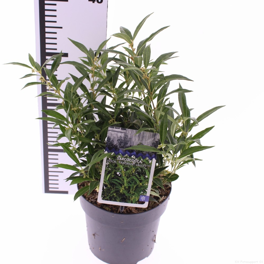 Picture of sarcococca 'Fragrant Valley' (Sarsid3) PBR