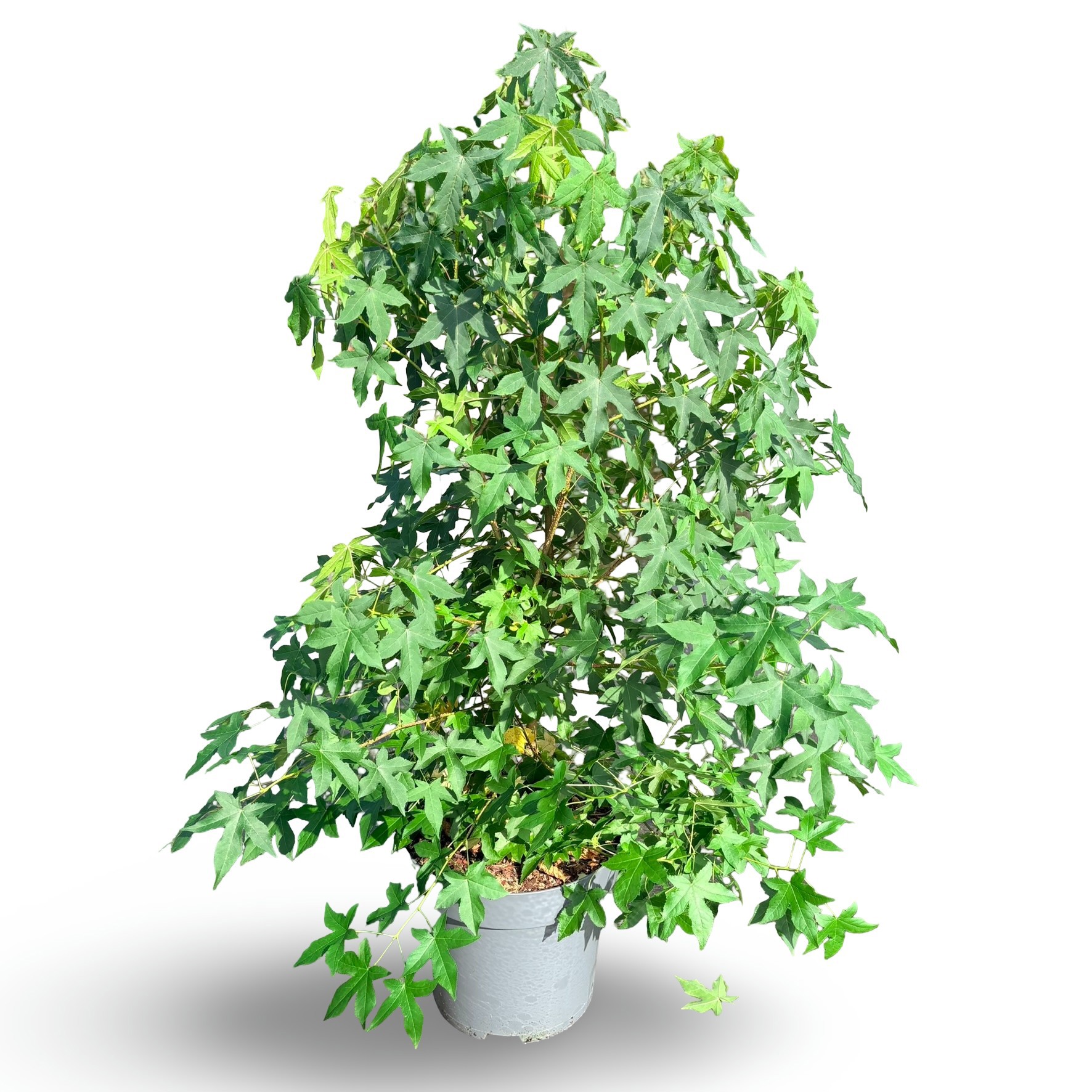 Liquidambar styraciflua