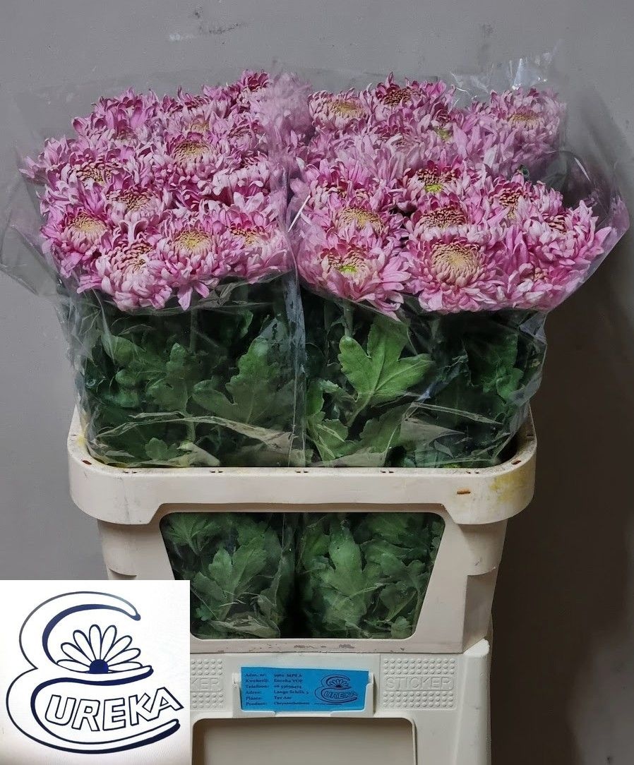Chrys Single Holiday 80cm 60gram