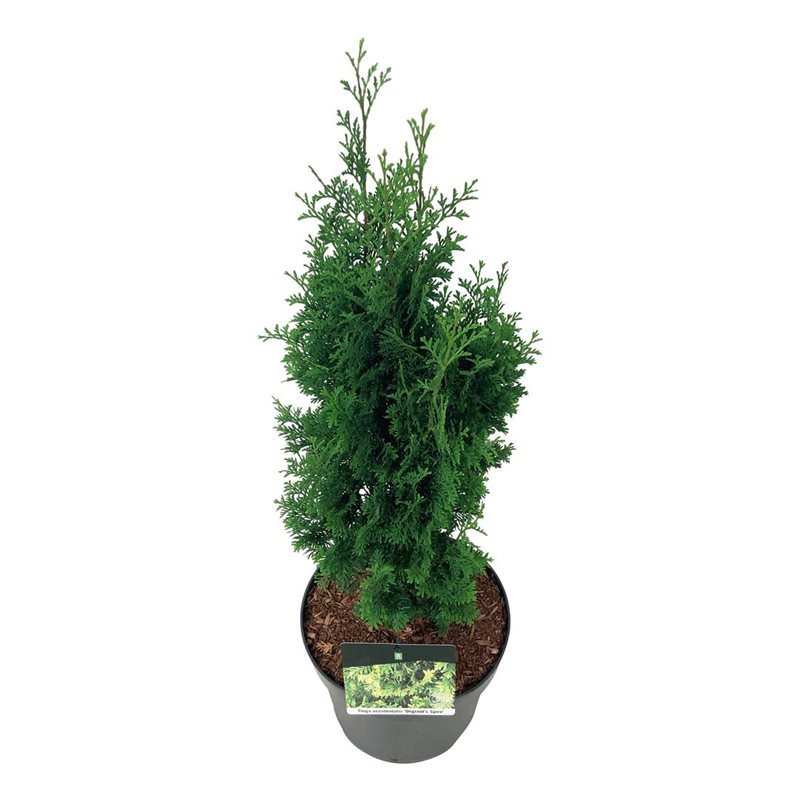 Picture of Thuja occ. 'Degroot's Spire'