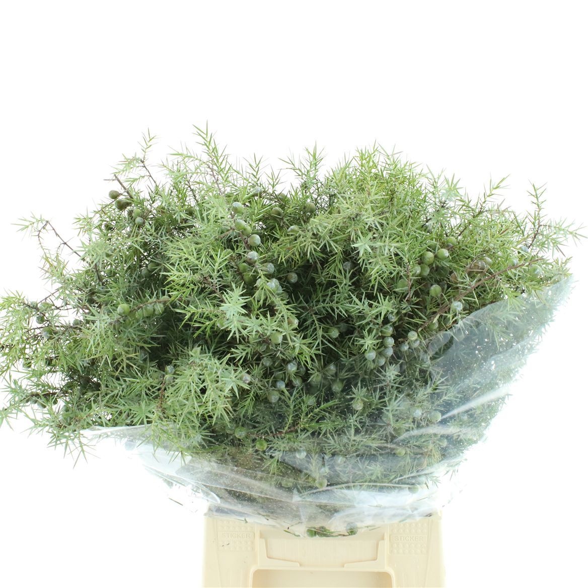 Juni Ch Blaauw Bs 50cm 400gram