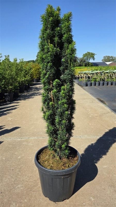 Taxus B Fastigiata