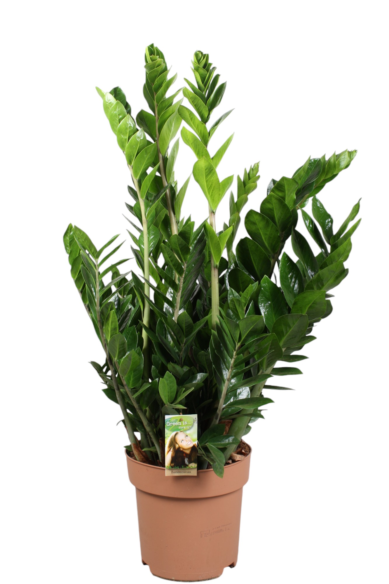 Picture of Zamioculcas zamiifolia 7-8 leafs P27 100CM