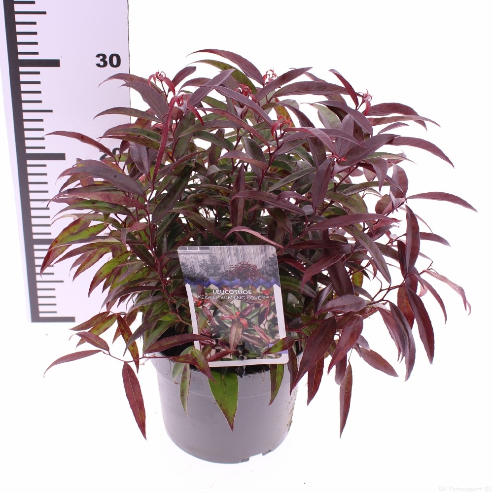 Picture of Leucothoe keiskei 'Burning Love'