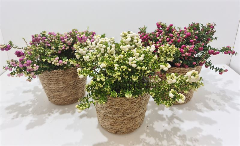 Picture of Gaultheria mucronata in varieties P17 (2 Ltr) IN-RIETEN-MAND (LOOSE)