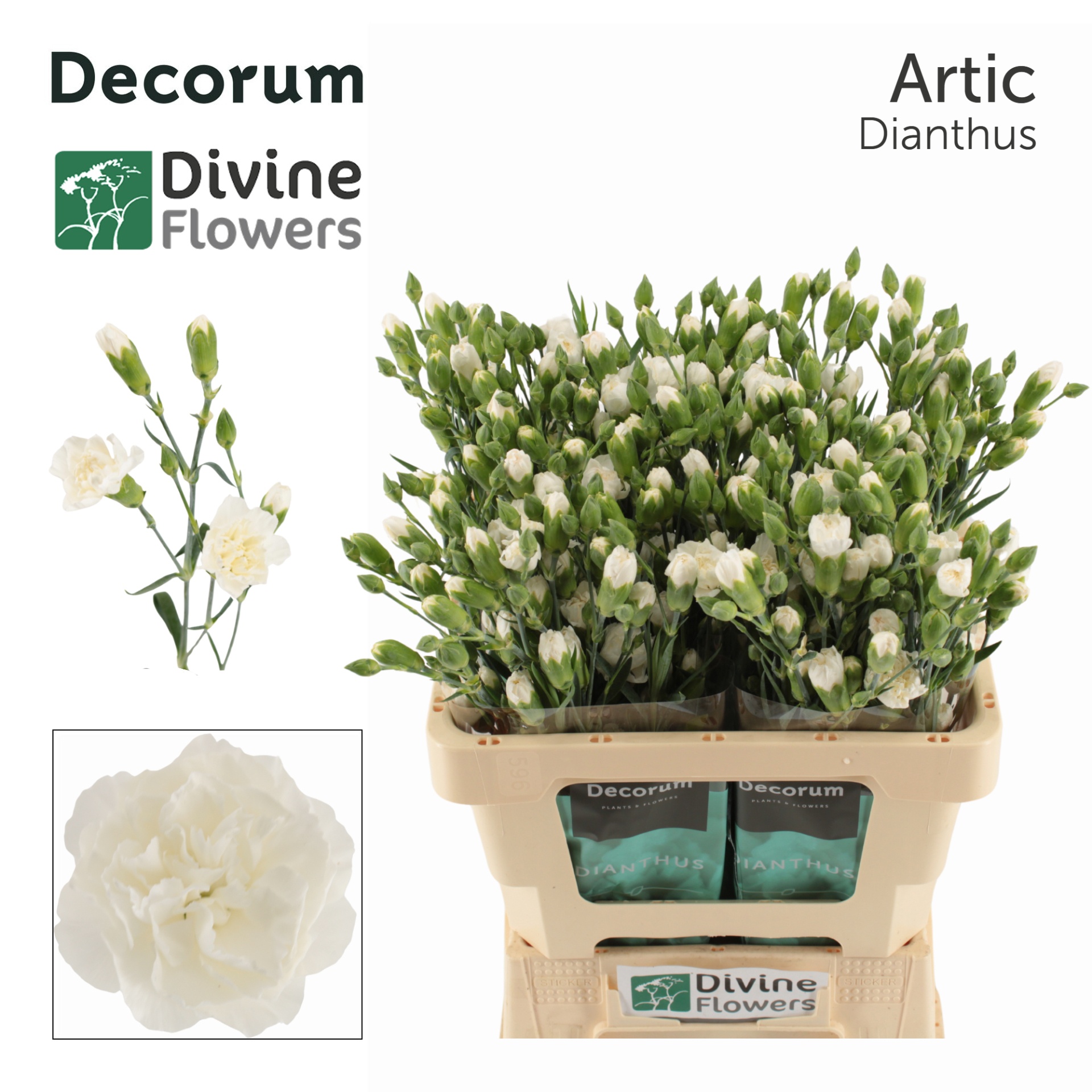 Dianthus Spr Artic 60cm