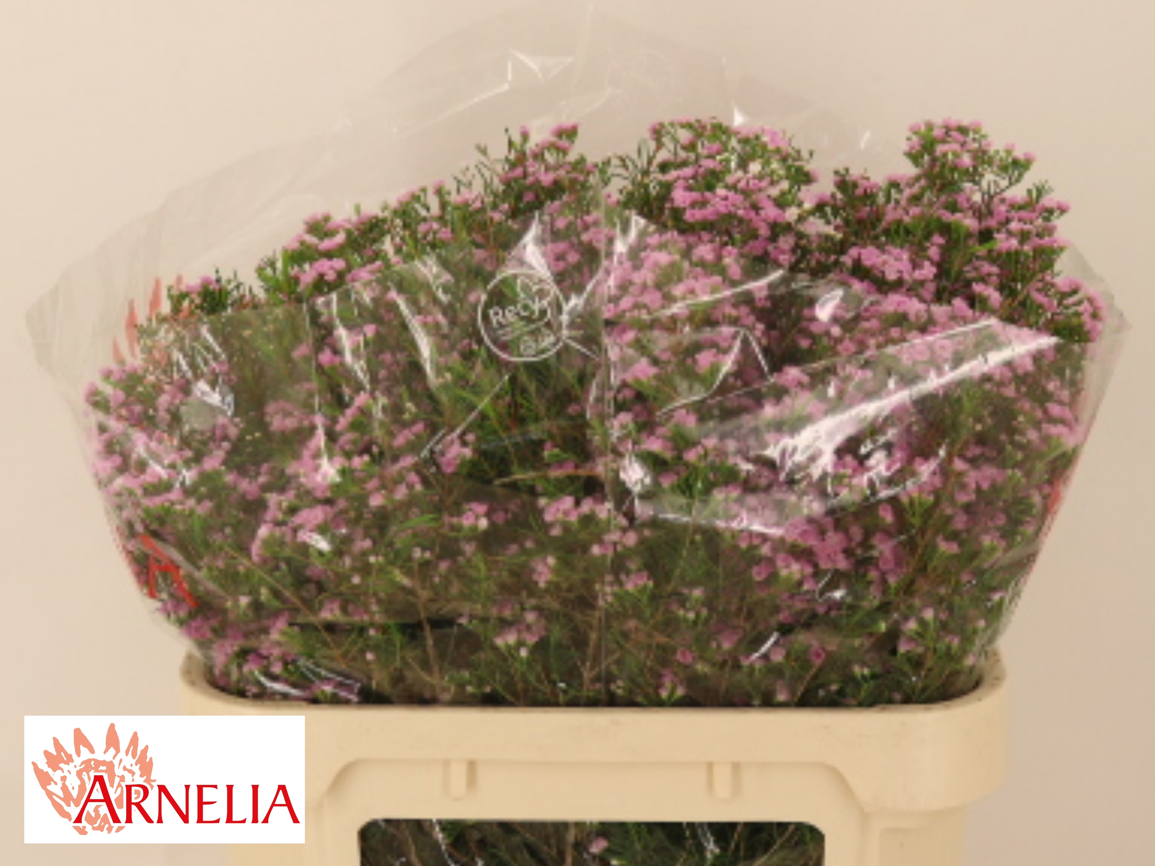 Chame Un Pirouette 70cm 90gram