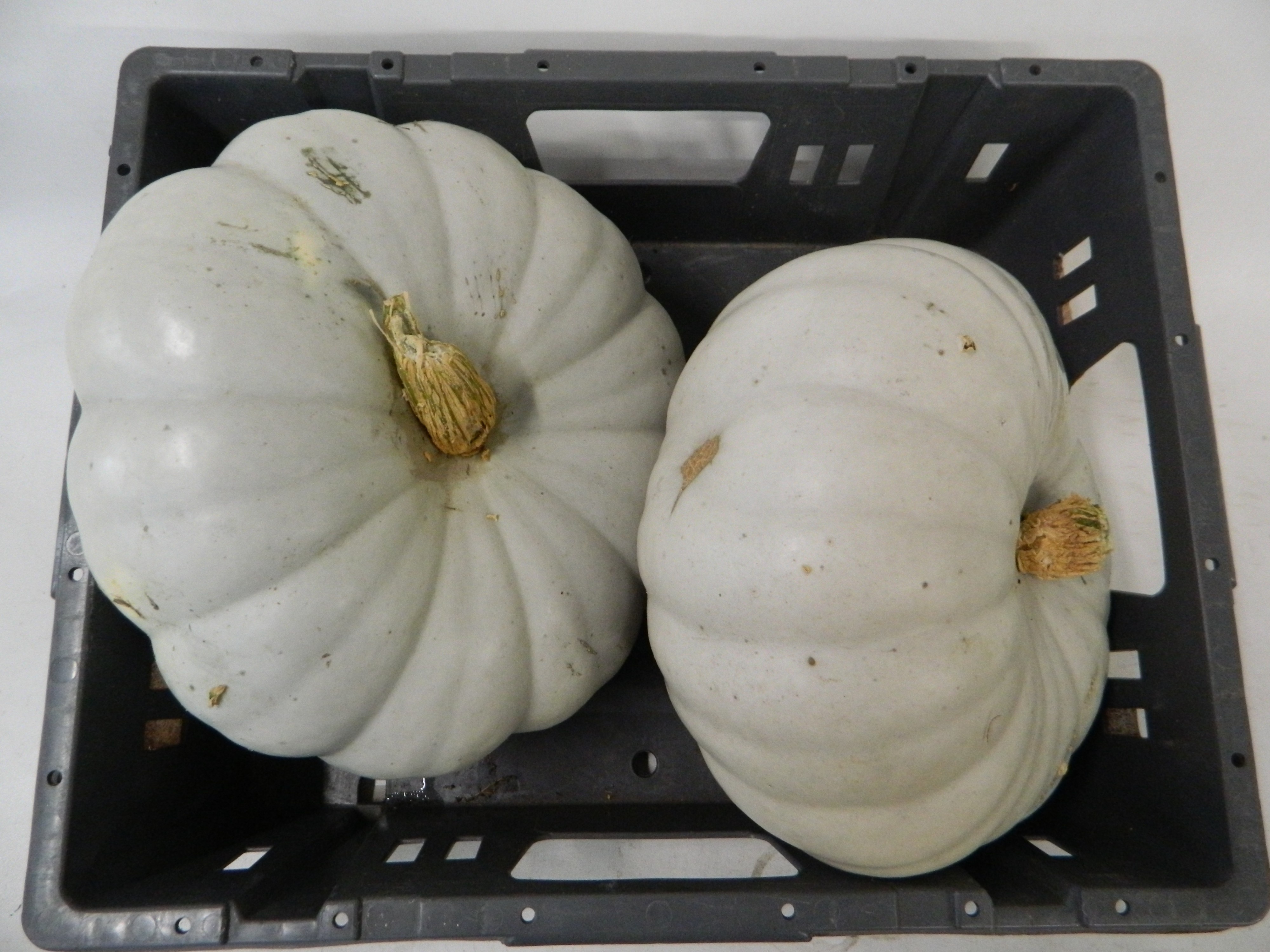 Ornamental Fruits Per Piece