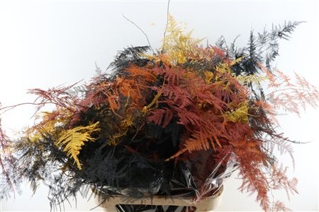 Asp Ov Klb H% 80L.cm